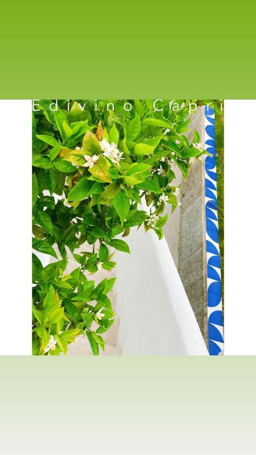 Suites Edivino Design קאפרי מראה חיצוני תמונה